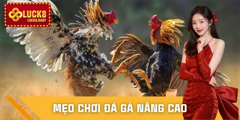 da-ga-luck8-meo-choi